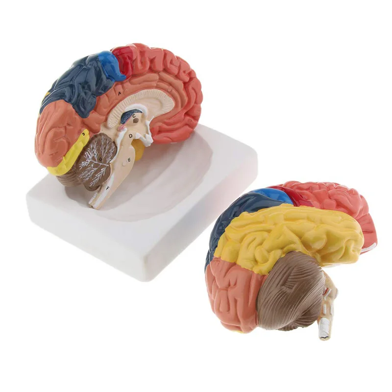 Medical Lab Supplies - Leben Größe Anatomische Menschliche Gehirn Modell