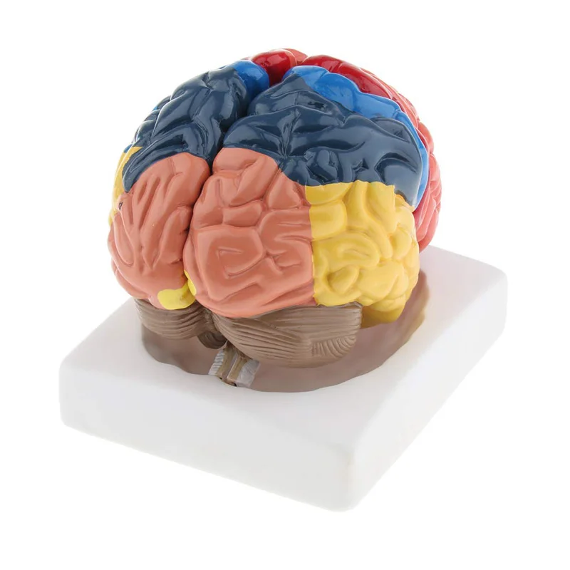 Leben Größe Anatomische Mensch – Medical Lab Supplies Bewertung und Preis