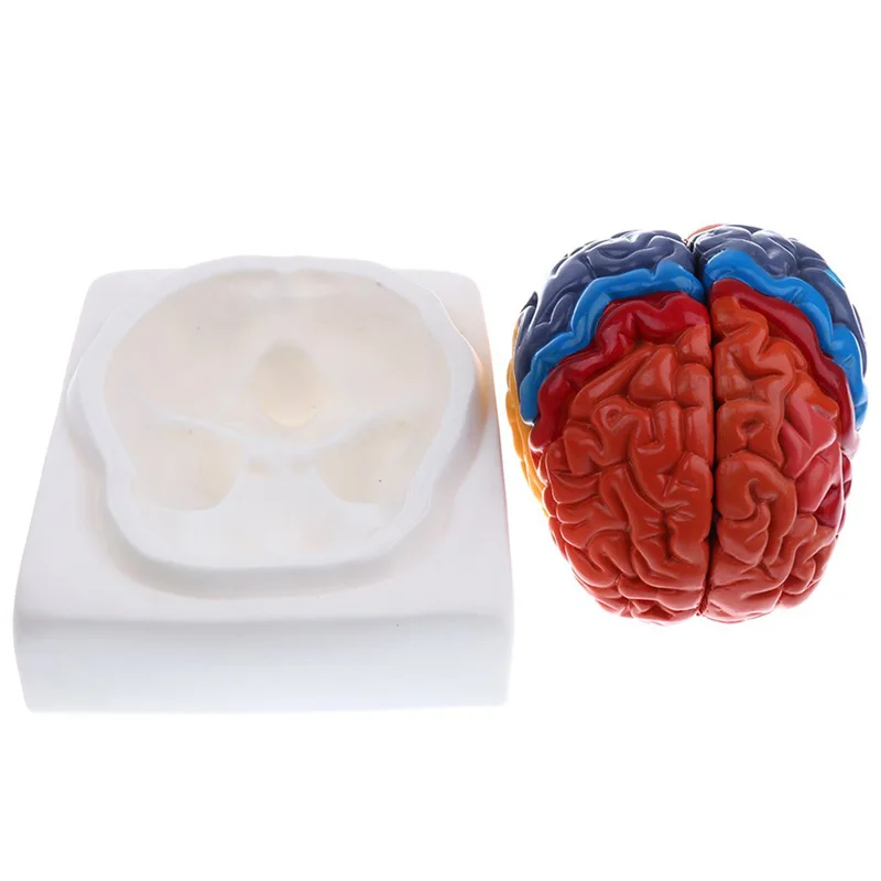 Leben Größe Anatomische Mensch – Medical Lab Supplies Bewertung und Preis